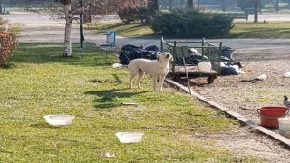 Vatandaşlar başıboş sokak köpekleri yüzünden parka girmeye korkuyor
