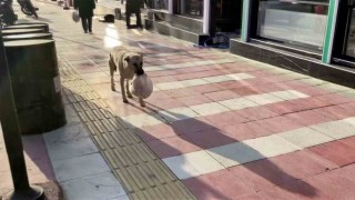 Verilen yemekleri yemeden yavrularına götüren anne köpeğin şefkati duygulandırdı