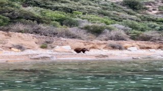 Yalovada sahilde ayı görüntülendi