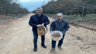 Yoğun yağış mantarsevenleri ormana döktü