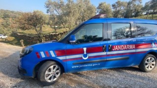 Zeytin hırsızı jandarmaya takıldı