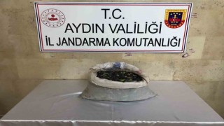 Zeytin hırsızları suçüstü yakalandı