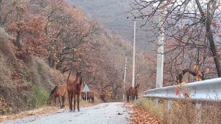 Zeytinde ‘yok yılı yük hayvanlarına yaradı