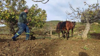 Zorlu araziler at ve katırlarla hazırlanıyor