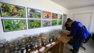 1 Milyon yerel tohumun dağıtımına başlıyor