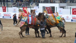 120 pehlivan deve Denizli arenasında buluştu