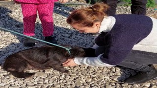 7 aydır kayıp köpeğin sahibi ile buluşma anı duygulandırdı