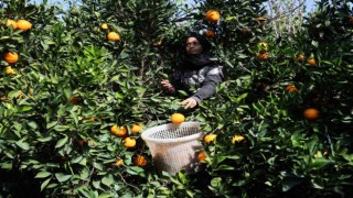 Adanada yetişen portakallar dünyanın dört bir yanına ihraç ediliyor