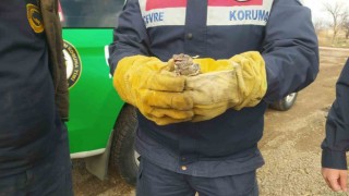Adanadan gelen davetsiz misafir yetkililere teslim edildi