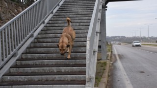 Akıllı köpekten üst geçit dersi