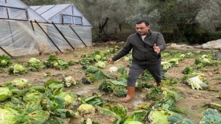 Alanyada sağanak yağış sera ürünlerine hasar verdi