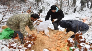 Amanos dağları eteklerinde yaban ve sokak hayvanlarına besleme yapıldı