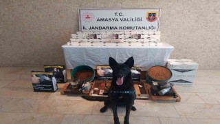 Amasyada 20 bin dal kaçak makaron ele geçirildi
