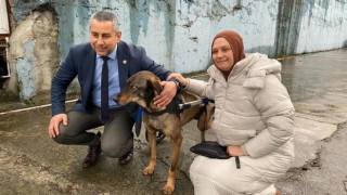 Arabanın çarptığı sokak köpeği gönüllülerin desteği ile hayata tutundu