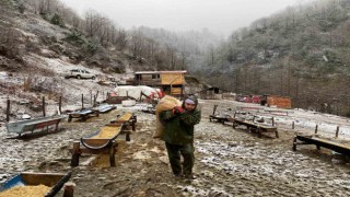 Artvinde küçükbaş hayvanlarda çiçek hastalığı alarmı