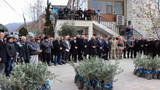 Ayvalı Mahallesinde 2 bin 600 zeytin fidanı dağıtıldı