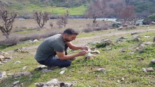 Baharın müjdecisi sardalya çiçeği kış mevsiminde açtı