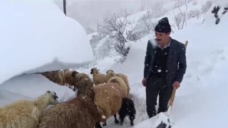 Bahçesarayda hayvanların tünelli geçişi