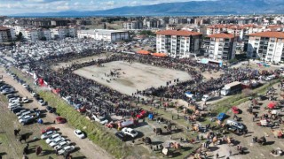 Balıkesir'de deve güreşini binlerce kişi izledi