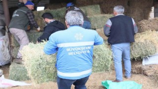 Başkan Çerçioğlundan üreticiye yem ve yonca desteği