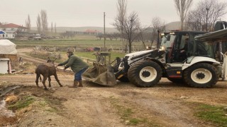Bataklığa saplanan eşek kepçeyle kurtarıldı
