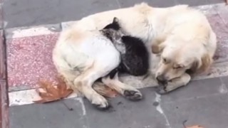 Batmanda soğuk havada iç ısıtan görüntü: Yavru kedi, köpeğin kucağına sığındı