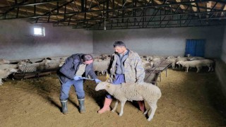 Bayatta anaç koyun tespit ve aşılaması çalışması