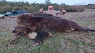 Bilecikte avcıların vurduğun 300 kiloluk dev domuz görenleri hayrete düşürdü