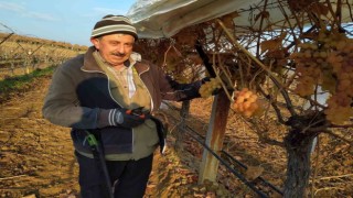 Bir yandan budak yapıyorlar bir yandan üzüm yiyorlar