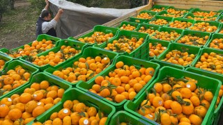 Bodrum Belediyesi ve TARKO, Bodrum mandalinasına destek veriyor