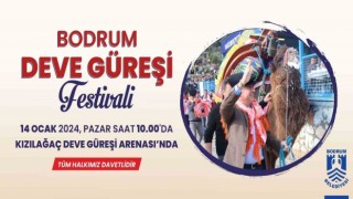 Bodrum Deve Güreşi Festivali için geri sayım