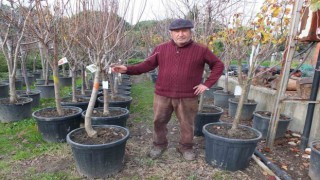Burhaniyede meyve ağaçları saksıya girdi