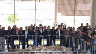 Büyükşehir, Kepsutta damızlıkları üreticiyle buluşturdu