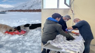Can dostlar için 15 mahalleye yiyecek bırakıldı