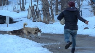 Canını hiçe sayan çoban kediyi köpeklerden kurtardı