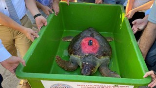 Caretta Caretta ‘Lara Barış 1,5 yılda 4 bin kilometre yol kat etti