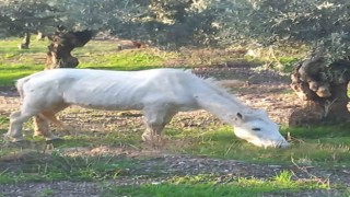 Çift sezonu bitince azat edilen atlar vatandaşları çileden çıkardı