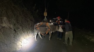 Dere yatağında mahsur kalan inek vinçle kurtarıldı