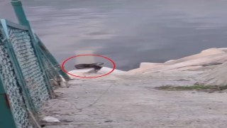 Devegeçidi Barajında nesli tehdit altında olan su samuru görüldü