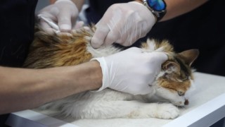 Diyarbakırda 4 bin 506 kedi-köpek aşılandı