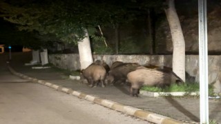Domuz sürüsü şehre indi