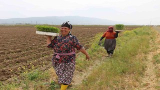 Efelerde Yüzde Yüz Kadın Emeği Tarımsal Ürün Fabrikası Türkiyeye örnek oluyor