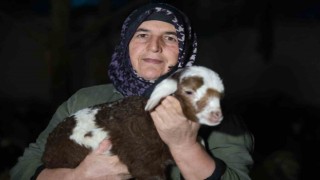 Elazığda yeni yılın ilk kuzuları dünyaya geldi