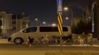Erzurumda başıboş köpeklerin korkutan görüntüleri