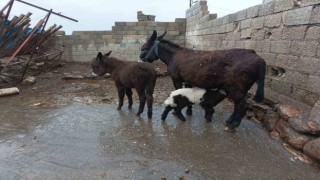 Eşek kuzuya annelik yapıyor