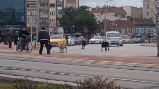 Eskişehirde başıboş köpekler çevreye endişe veriyor