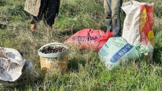 Germencikte zeytin hırsızları suçüstü yakalandı