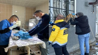 Hakkaride sahipsiz kediler tedavi altına alındı