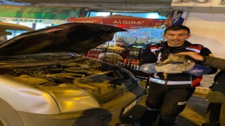 Iğdırda otomobilin motoruna sıkışan yavru kedi kurtarıldı