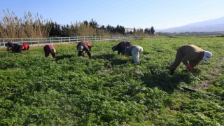 Hatay'da maydanoz otu temizleme mesaisi: